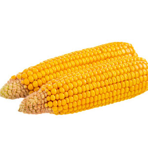 TRIXIE Pannocchie di Mais - 250 gr